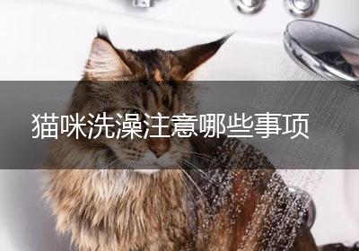 猫咪洗澡注意哪些事项