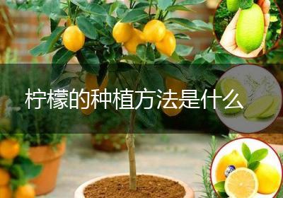 柠檬的种植方法是什么