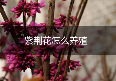 紫荆花怎么养殖