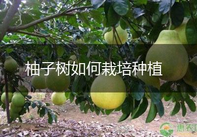 柚子树如何栽培种植