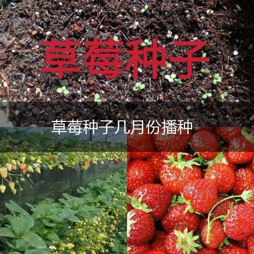 草莓种子几月份播种,第1张
