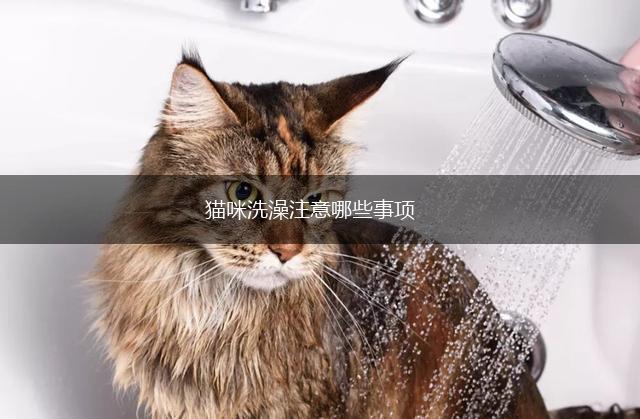 猫咪洗澡注意哪些事项,第1张