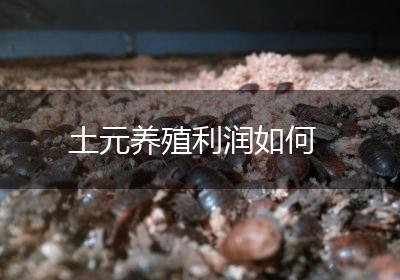 土元养殖利润如何