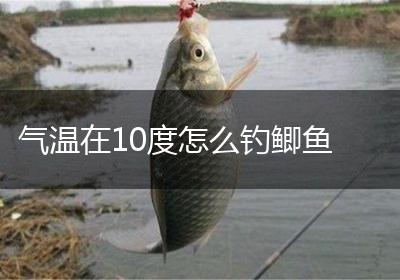 气温在10度怎么钓鲫鱼