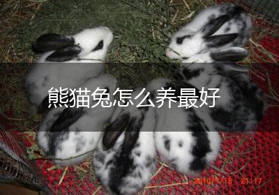 熊猫兔怎么养最好