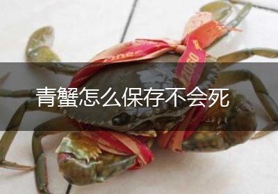 青蟹怎么保存不会死