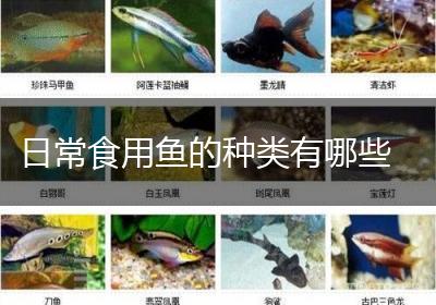 日常食用鱼的种类有哪些