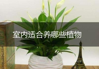 室内适合养哪些植物