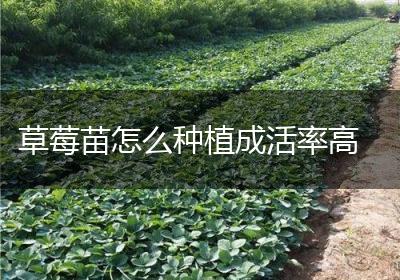 草莓苗怎么种植成活率高