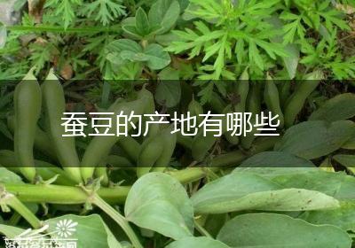 蚕豆的产地有哪些