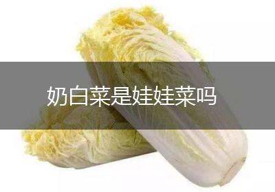 奶白菜是娃娃菜吗