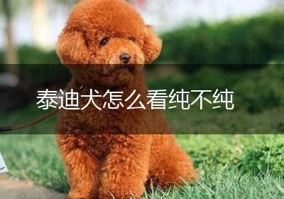 泰迪犬怎么看纯不纯