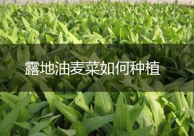露地油麦菜如何种植