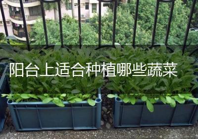 阳台上适合种植哪些蔬菜