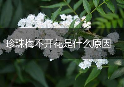 珍珠梅不开花是什么原因