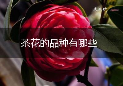 茶花的品种有哪些