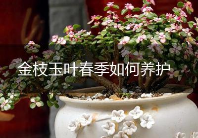 金枝玉叶春季如何养护