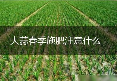 大蒜春季施肥注意什么