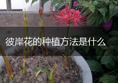 彼岸花的种植方法是什么