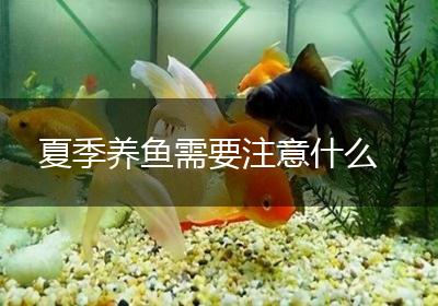 夏季养鱼需要注意什么