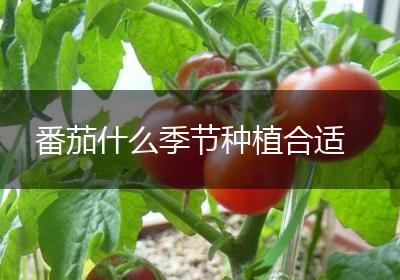 番茄什么季节种植合适