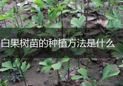 白果树苗的种植方法是什么
