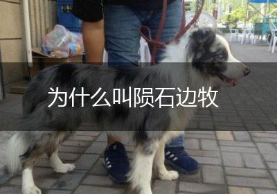 为什么叫陨石边牧