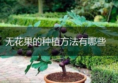 无花果的种植方法有哪些