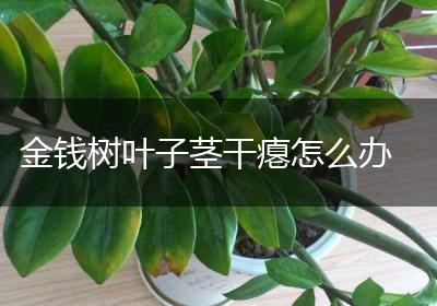 金钱树叶子茎干瘪怎么办