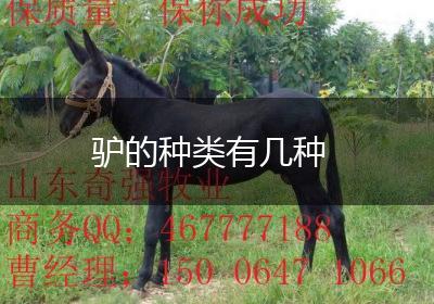 驴的种类有几种