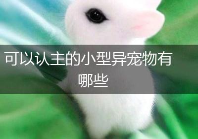 可以认主的小型异宠物有哪些