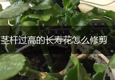 茎杆过高的长寿花怎么修剪