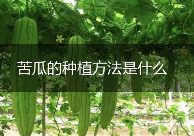 苦瓜的种植方法是什么