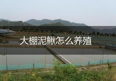 大棚泥鳅怎么养殖