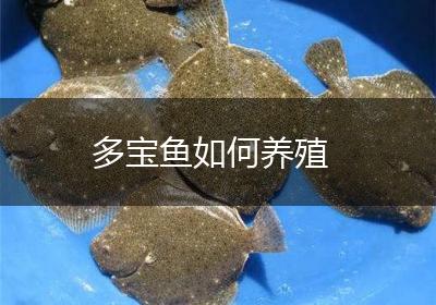 多宝鱼如何养殖