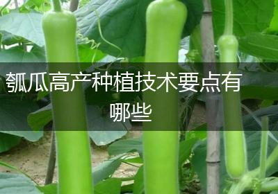 瓠瓜高产种植技术要点有哪些