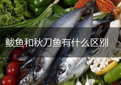 鲅鱼和秋刀鱼有什么区别