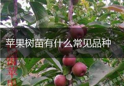 苹果树苗有什么常见品种