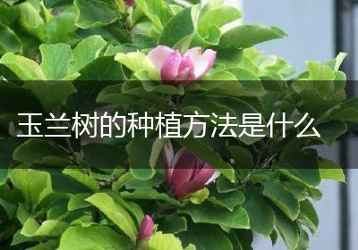 玉兰树的种植方法是什么