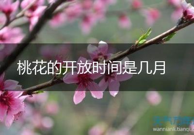 桃花的开放时间是几月