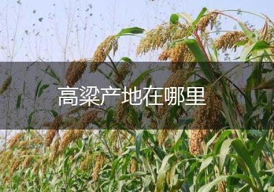 高粱产地在哪里