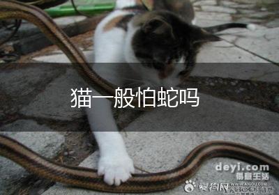猫一般怕蛇吗