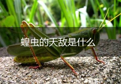 蝗虫的天敌是什么