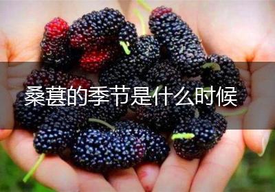 桑葚的季节是什么时候