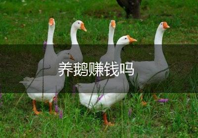 养鹅赚钱吗