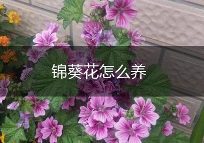 锦葵花怎么养