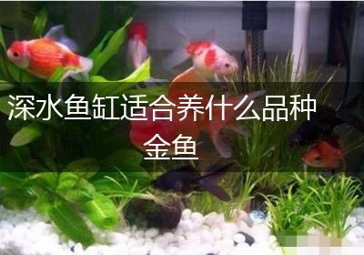 深水鱼缸适合养什么品种金鱼