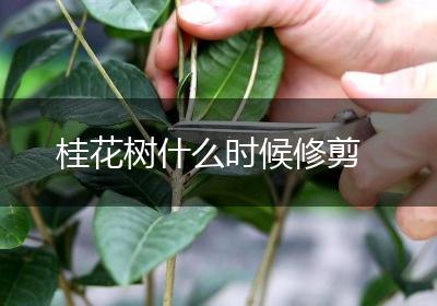 桂花树什么时候修剪