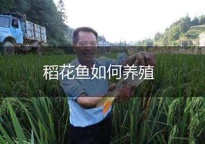 稻花鱼如何养殖