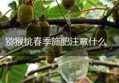 猕猴桃春季施肥注意什么